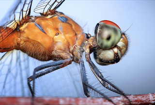 Una mosca en la pared: científicos comparan la visión de 600 especies.