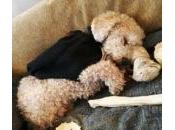 Argentina: hacer quieren echar mascota edificio