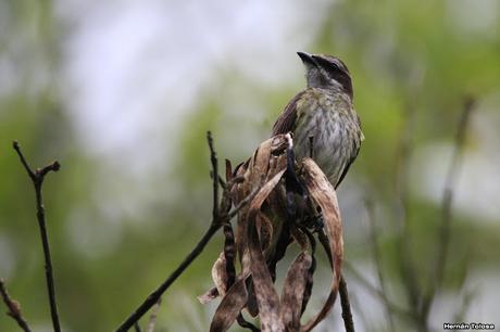 Tuquito chico (Legatus leucophaius)