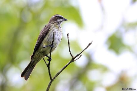 Tuquito chico (Legatus leucophaius)
