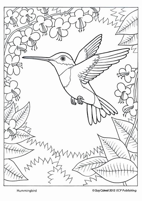 Best Of Bird Coloring Sheet Best Of Bird Coloring Sheet