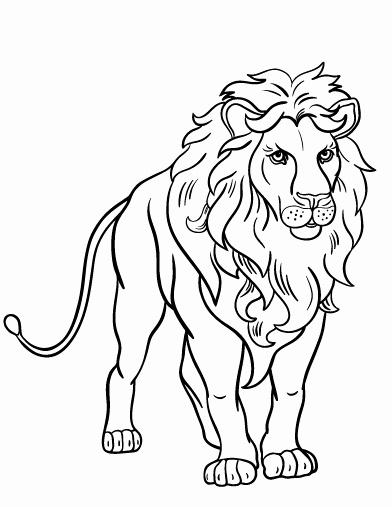 Fresh Simple Lion Coloring Page - Paperblog