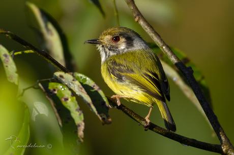 Mosqueta enana (Eared Pigmy-tyrant) Myiornis auricularis