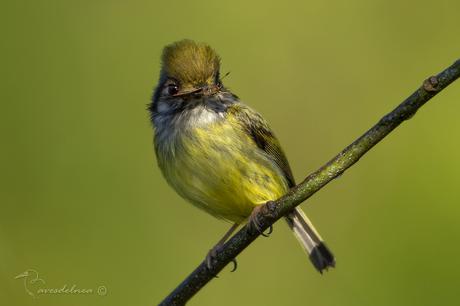 Mosqueta enana (Eared Pigmy-tyrant) Myiornis auricularis