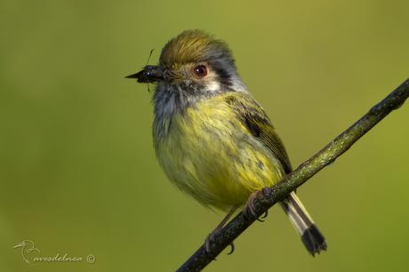 Mosqueta enana (Eared Pigmy-tyrant) Myiornis auricularis