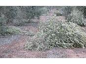 olivar carburantes sostenibles como bioetanol