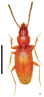 Nuevo coleóptero descubierto en España