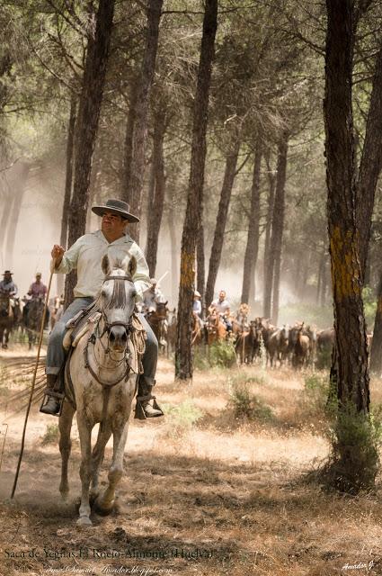 SACA DE YEGUAS 2018. EL ROCÍO-ALMONTE (HUELVA)