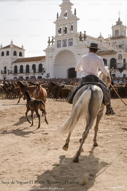 SACA DE YEGUAS 2018. EL ROCÍO-ALMONTE (HUELVA)