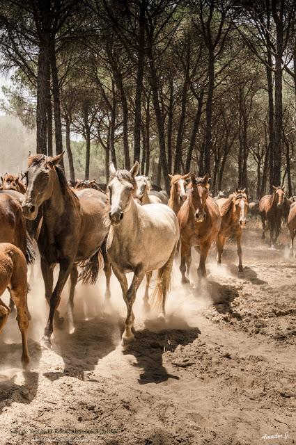 SACA DE YEGUAS 2018. EL ROCÍO-ALMONTE (HUELVA)