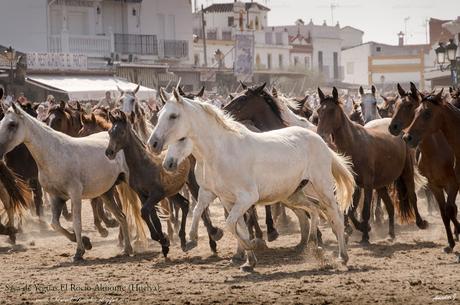 SACA DE YEGUAS 2018. EL ROCÍO-ALMONTE (HUELVA)