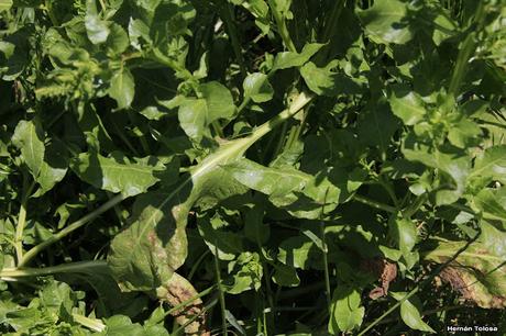 Acelga (Beta vulgaris)