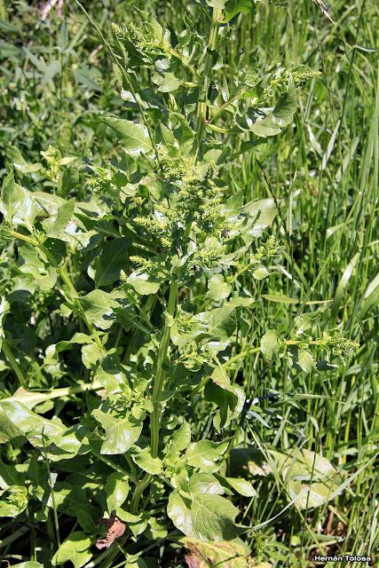 Acelga (Beta vulgaris)