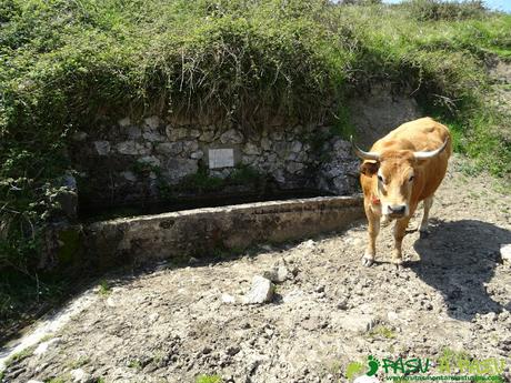 Fuente en la Collá Aciera