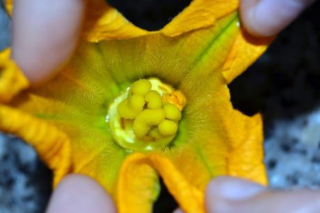 Flores de calabacin rellenas de paté con requesón y hierbabuena