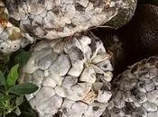 Huitlacoche