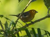 Tangará gris (Orange-headed Tanager) Thlypopsis sordida