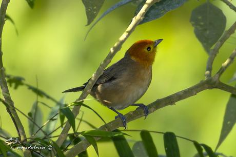 Tangará gris (Orange-headed Tanager) Thlypopsis sordida