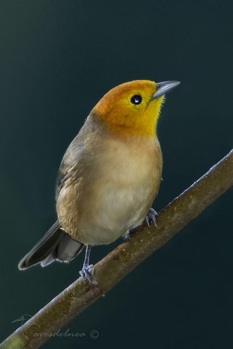 Tangará gris (Orange-headed Tanager) Thlypopsis sordida