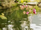 Dejando flores camino