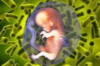 El  Microbioma durante el Embarazo determina el Riesgo de Autismo