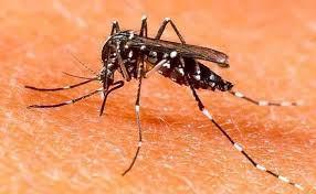 Enemigo común. Mosquito