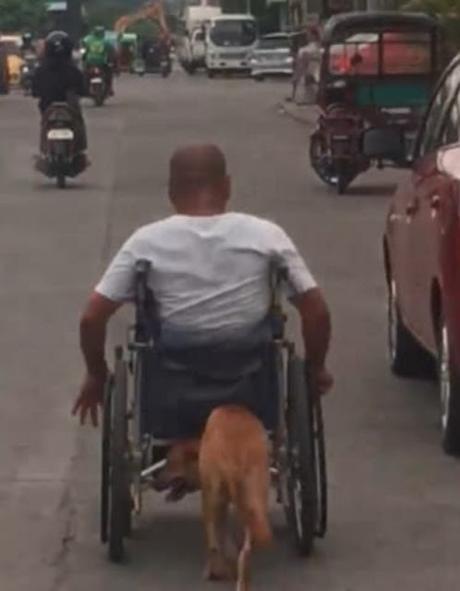 #Historias  Este #perro empuja todos los días la silla de ruedas de su amo #Mascotas #Animales (VIDEO)