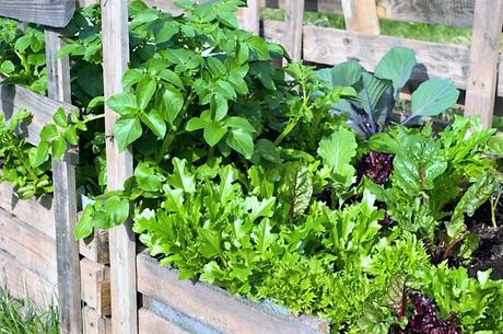 7 errores típicos al comenzar con tu huerto