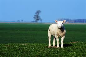 EL CHICO QUE NUNCA LLAMÓ