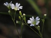 Mirasolillo (Cerastium arvense)