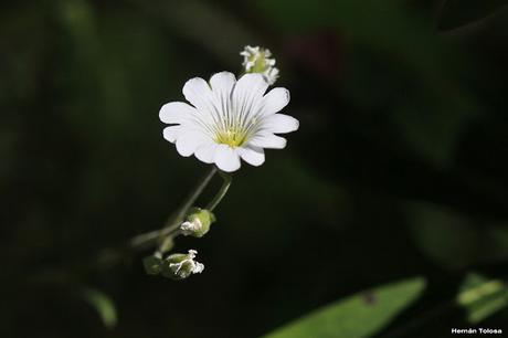 Mirasolillo (Cerastium arvense)