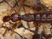 Nuevo coleóptero descubierto Madagascar