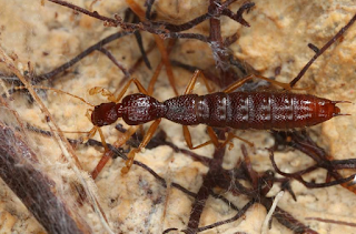 Nuevo coleóptero descubierto en Madagascar