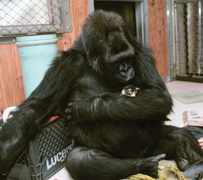 LA GORILA KOKO NOS HA DEJADO: UN EJEMPLO...UN LEGADO