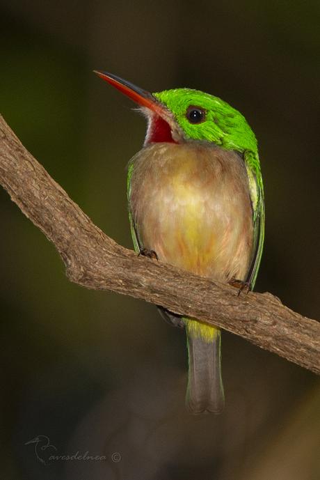 Barrancolí picogrueso / Broad-billed Tody; Todus subulatus (Gray, 1847) Barrancolí pico grueso / Broad-billed Tody; Todus subulatus (Gray, 1847)