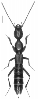 Nueva especie de coleóptero de Grecia Nueva especie de coleóptero de Grecia