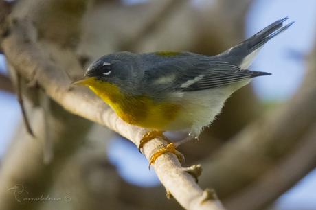 Ciguita Parula / Northern Parula - Setophaga americana (Linnaeus, 1758)