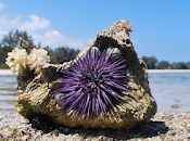 Ojos errantes: habitante océano pies.
