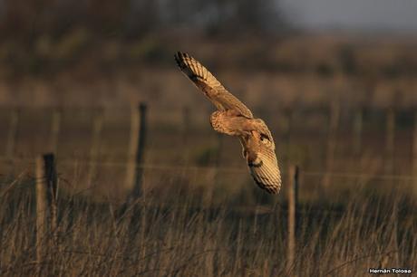 Sur bonaerense  IV (Lobería)