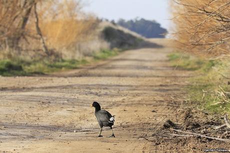 Sur bonaerense  IV (Lobería)