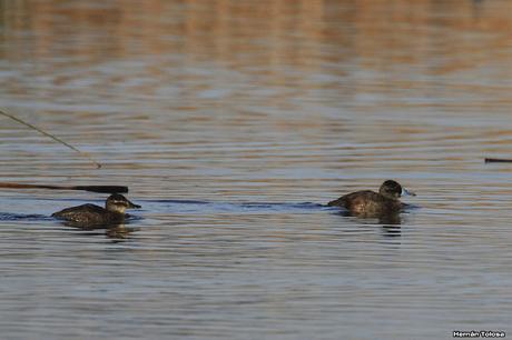 Sur bonaerense  IV (Lobería)