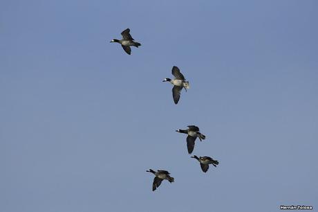 Sur bonaerense  IV (Lobería)