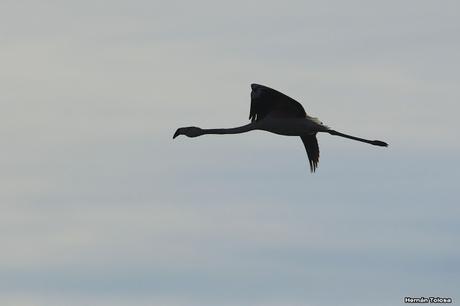 Sur bonaerense  IV (Lobería)