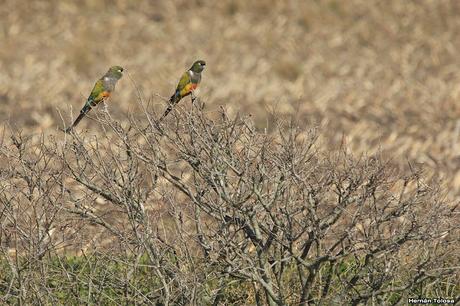 Sur bonaerense  IV (Lobería)