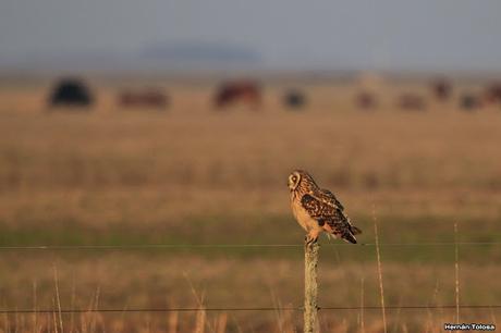 Sur bonaerense  IV (Lobería)