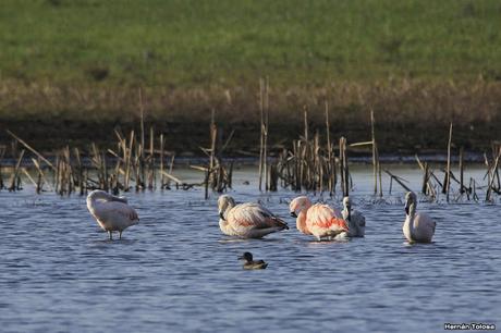 Sur bonaerense  IV (Lobería)