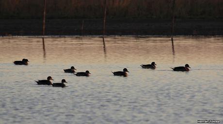 Sur bonaerense  IV (Lobería)