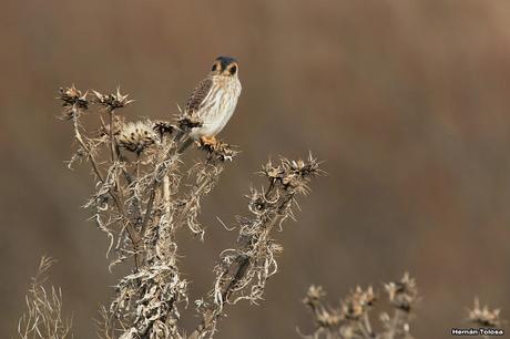 Sur bonaerense  IV (Lobería)