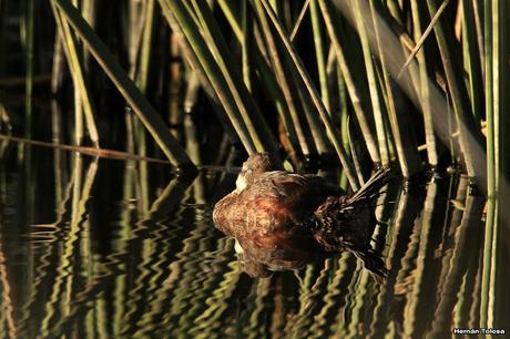 Sur bonaerense  IV (Lobería)