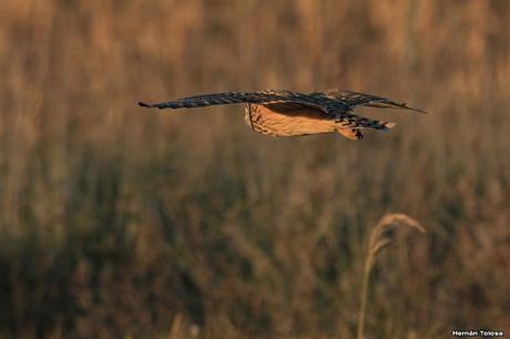 Sur bonaerense  IV (Lobería)